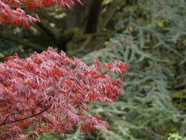 Bois des Moutiers (66) Mai 2012